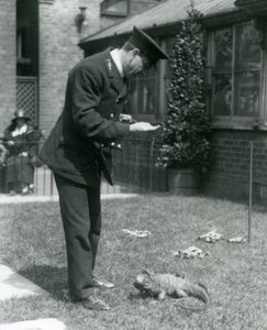 Gardien Collins sur une pelouse au zoo de Londres avec un iguane des rochers nuageux en laisse, zoo de Londres, 1924 - Frederick William Bond