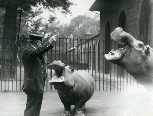 Le gardien Ernie Bowman avec les hippopotames Bobbie et Joan au Zoo de Londres, juillet 1923 - Frederick William Bond