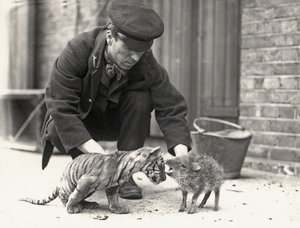Gardien, H. Warwick, avec un tigreau et un pécari, pris au zoo de Londres, mai 1914 - Frederick William Bond