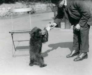Le gardien Harry Warwick nourrit au biberon un ourson paresseux au zoo de Londres, août 1921 - Frederick William Bond