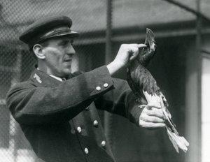Le gardien Thomas Raggett caressant un Grand calao indien sous son bec, Zoo de Londres