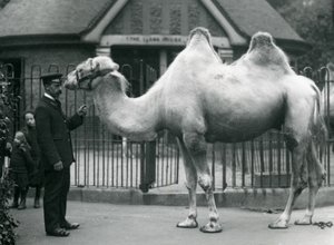 Gardien W. Styles, avec un chameau de Bactriane, devant la maison des lamas au zoo de Londres, juillet 1914