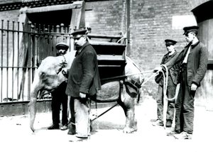 Les gardiens Jack Milbourne, H Robertson et Thomas entraînent un jeune éléphant asiatique, zoo de Londres, mai 1922 - Frederick William Bond