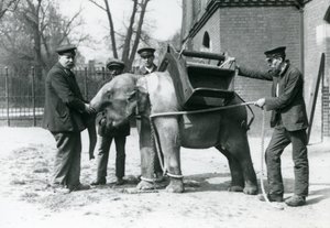 Les gardiens Jack Milbourne, H Robertson et Thomas entraînent un jeune éléphant asiatique, zoo de Londres, mai 1922 - Frederick William Bond