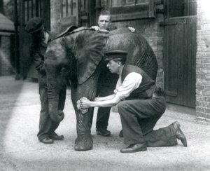 Gardiens huilant la peau du jeune éléphant africain mâle Kiberenge, zoo de Londres, juillet 1924 - Frederick William Bond