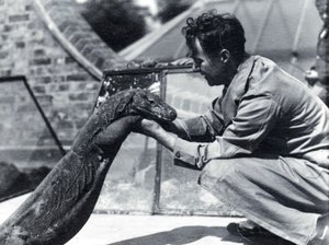Dragon de Komodo Sumbawa avec le gardien H. Alec Budd, 1928 - Frederick William Bond