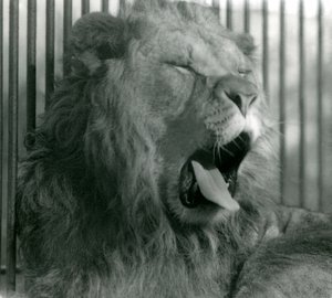 Lion mâle, Abdullah, bâille dans son enclos au Zoo de Londres, 1925 - Frederick William Bond