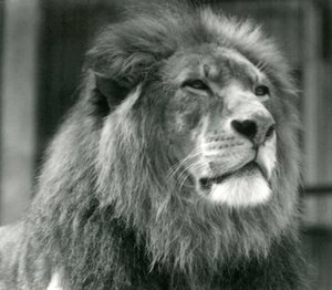 Lion mâle Kuja au Zoo de Londres en août 1924 - Frederick William Bond