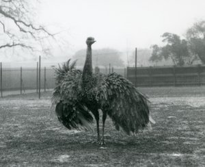 Affichage de parade par un nandou mâle, Zoo de Londres - Frederick William Bond