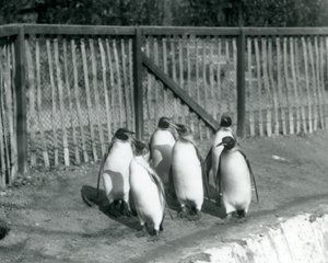 Six manchots royaux marchant à côté de leur piscine au Zoo de Londres en 1927 - Frederick William Bond