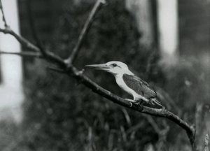 Martin-chasseur à bec de cigogne reposant sur une branche, cette sous-espèce est de l