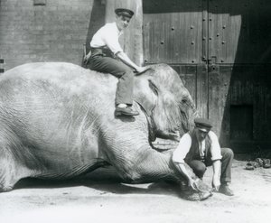 Sundermalah se faisant tailler le pied avant par un gardien avec une lime, tandis qu