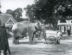 Syed Ali chevauchant Indiarani derrière une brouette, Zoo de Londres, octobre 1925