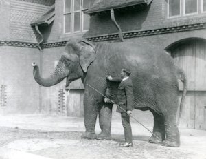 Syed Ali, entraînant Indiarani devant la Maison des Éléphants, Zoo de Londres, août 1923