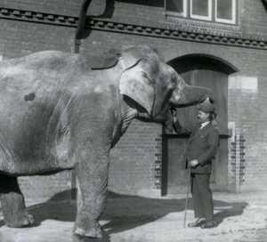 Syed Ali entraînant Indiarani devant la Maison des Éléphants, Zoo de Londres, octobre 1925