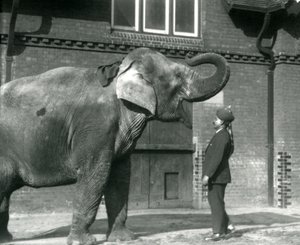 Syed Ali entraînant Indiarani devant la maison des éléphants, Zoo de Londres, octobre 1925