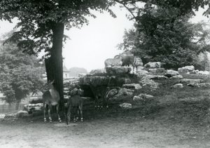 Le paddock des élands au Zoo de Londres en 1924