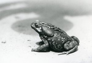 Le plus grand et le plus petit crapaud de la ménagerie en août 1928 - Frederick William Bond