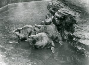 Trois castors dans leur bassin au Zoo de Londres, années 1920