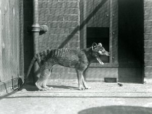 Thylacine / Loup de Tasmanie au Zoo de Londres en août 1926 (photo n/b) - Frederick William Bond
