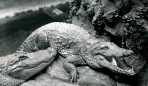 Deux Alligators Américains au Zoo de Londres, juillet 1914 - Frederick William Bond