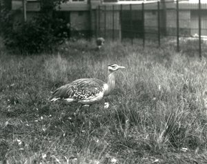 Deux outardes arabes debout dans leur enclos au Zoo de Londres, septembre 1927