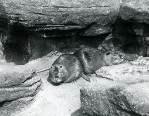 Deux ragondins reposant parmi les rochers dans leur enclos au zoo de Londres, avril 1925 - Frederick William Bond