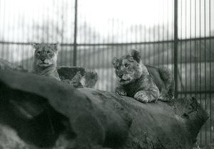 Deux lionceaux, nés dans la ménagerie, dans leur enclos au Zoo de Londres, avril 1924 - Frederick William Bond