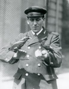 Deux Mainates sur les mains du gardien Thomas Raggett, Zoo de Londres