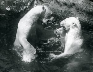 Deux ours polaires jouant dans leur piscine au zoo de Londres en 1926
