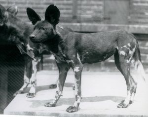 Deux chiens sauvages somaliens au zoo de Londres, juillet 1925 - Frederick William Bond