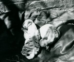 Deux petits hyènes rayées au zoo de Londres, c.1914
