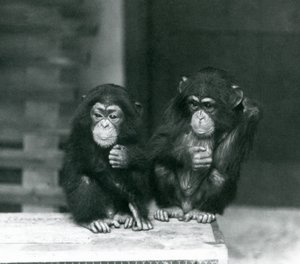 Deux jeunes chimpanzés assis sur une caisse en bois, zoo de Londres
