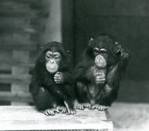 Deux jeunes chimpanzés assis sur une caisse en bois, Zoo de Londres, 1924