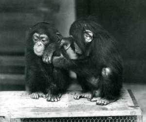 Deux jeunes chimpanzés assis sur une caisse en bois, Zoo de Londres, 1924