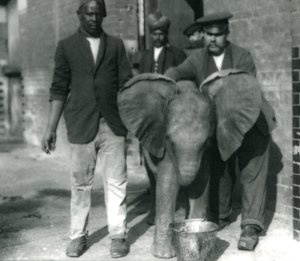 Jeune éléphant africain Kiberenge, buvant dans un seau, avec les dresseurs Darish et Syed Ali, et le gardien H. Robertson, 1923