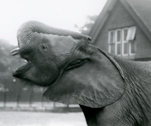Jeune éléphant africain Kiberenge levant sa trompe et appelant, Zoo de Londres, août 1925