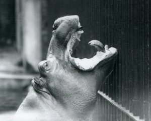 Jeune hippopotame Bobbie au zoo de Londres - Frederick William Bond