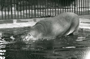 Jeune hippopotame Bobbie entrant dans sa piscine au zoo de Londres en août 1927