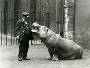Jeune hippopotame Bobbie assis pour le gardien Ernie Bowman, Zoo de Londres, juillet 1923 - Frederick William Bond
