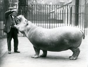 Jeune hippopotame Bobbie avec le gardien Ernie Bowman, Zoo de Londres, juillet 1923 - Frederick William Bond
