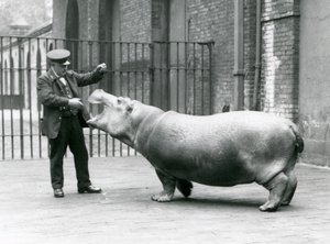 Jeune hippopotame Bobbie avec le gardien Ernie Bowman, Zoo de Londres, juillet 1923 - Frederick William Bond
