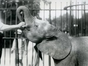 Jeune éléphante pygmée africaine Oojah recevant une friandise, zoo de Londres, juillet 1925