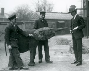 Jeune éléphante pygmée africaine Oojah levant sa trompe pour une friandise au zoo de Londres, juin 1925 - Frederick William Bond