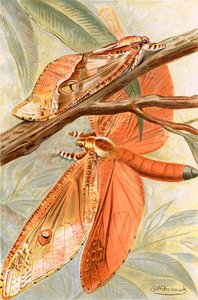 Grand papillon de nuit - Frederick William Frohawk