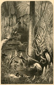 Un Marais en Floride