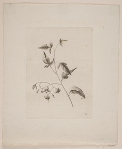 Motif floral - Frederik Schepelern