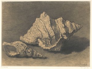 Deux coquillages - Frederik Willem Zürcher