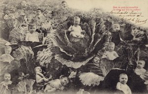 Bébés dans le champ de choux
