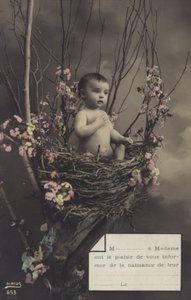 Bébé dans un nid - French Photographer